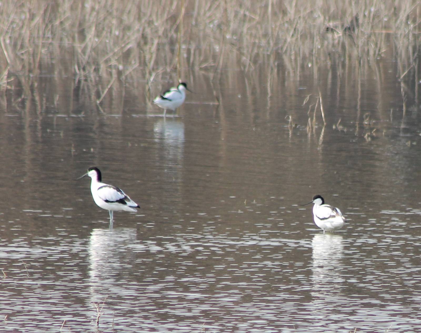 Avocets