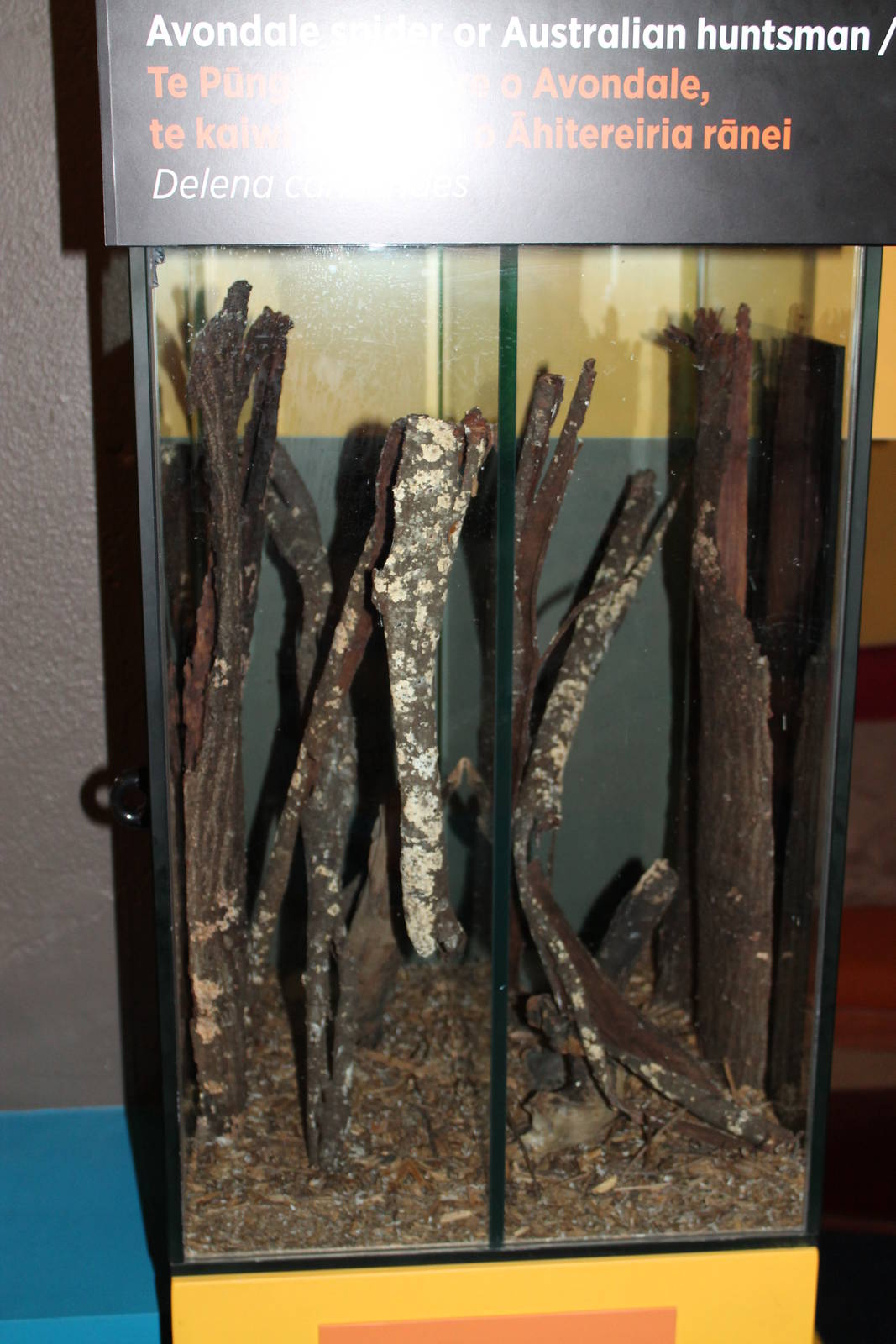 Avondale spider (Delena cancerides)