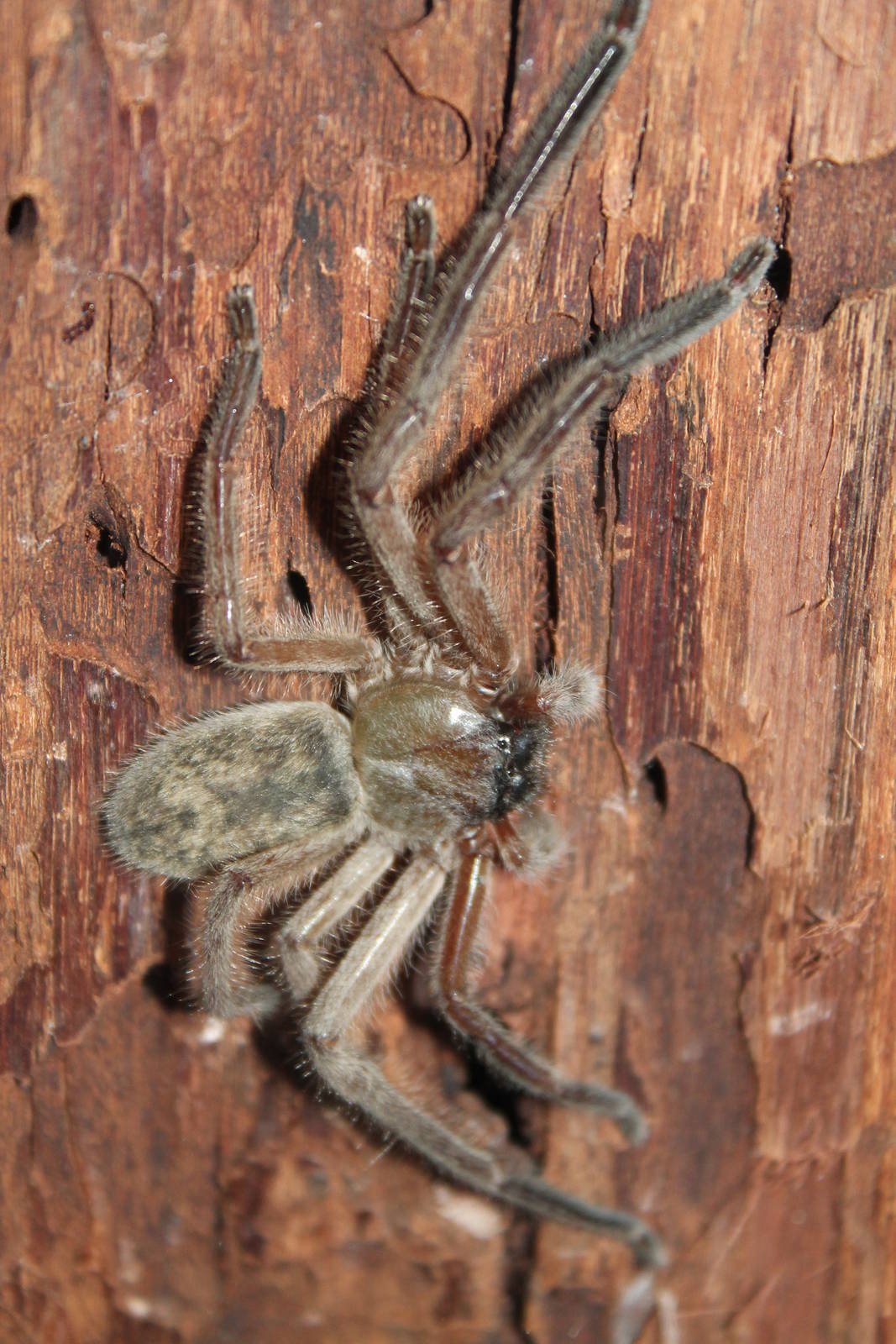 Avondale spider (Delena cancerides)