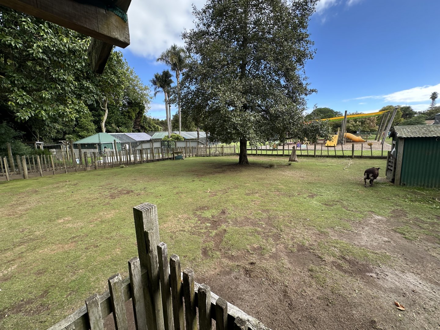 Avonstour Island Sheep Exhibit
