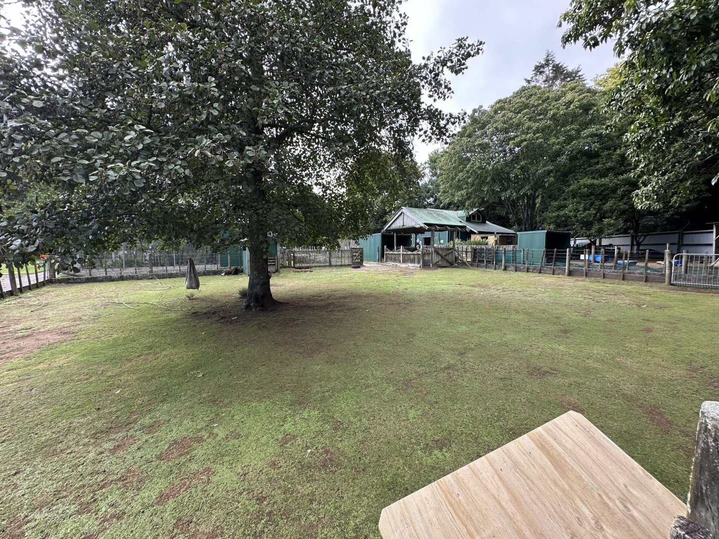Avonstour Island Sheep Exhibit