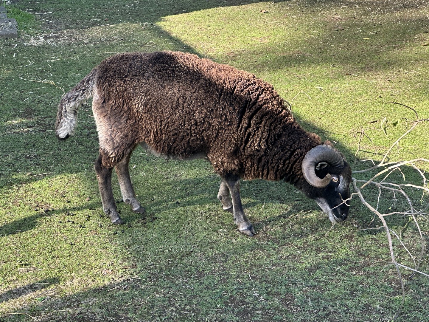 Avonstour Island sheep (Ovis aries)