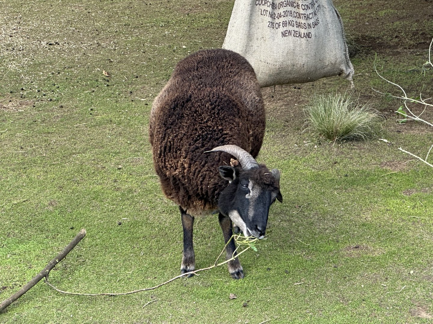 Avonstour Island sheep (Ovis aries)