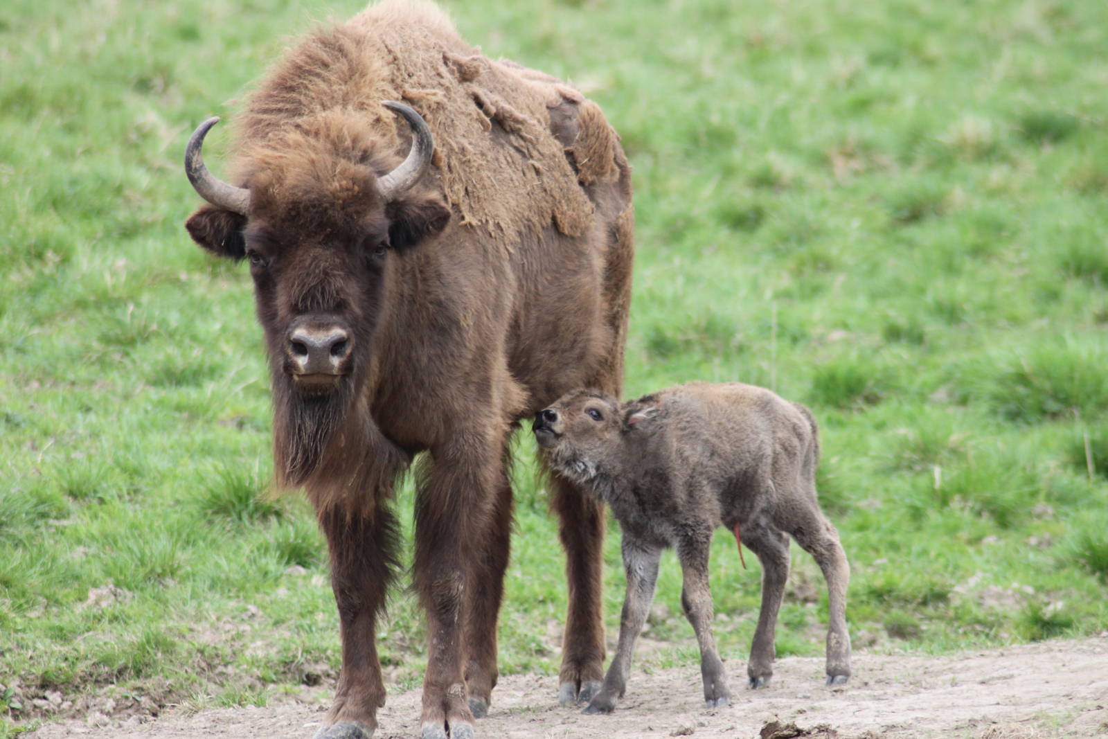 AvSabina, born 20130519
