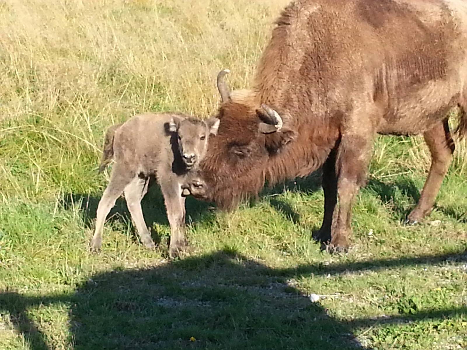AvSofia - born 2012-08-27