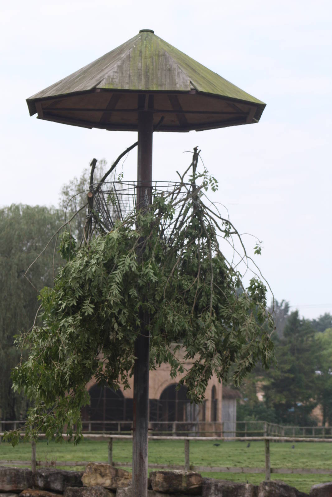 Awaiting the hybrid Giraffes, 30th September 2014