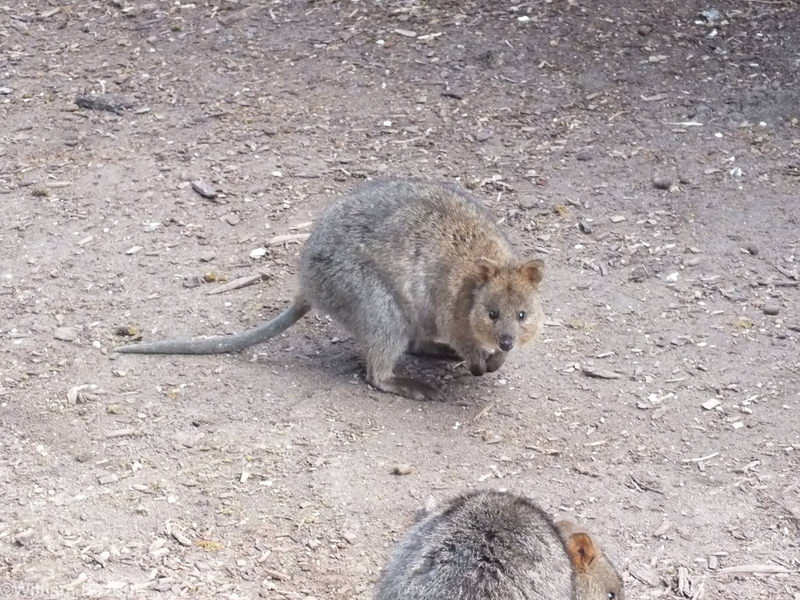Awake Quokkas- Rottnest Island