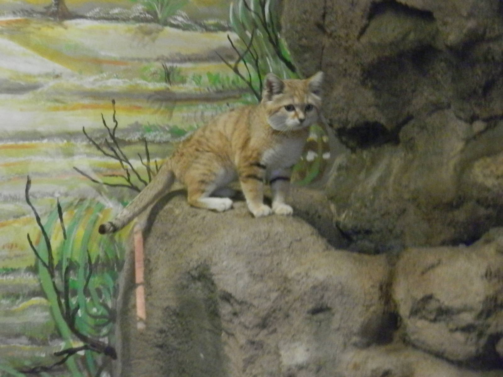 Awake sand cat