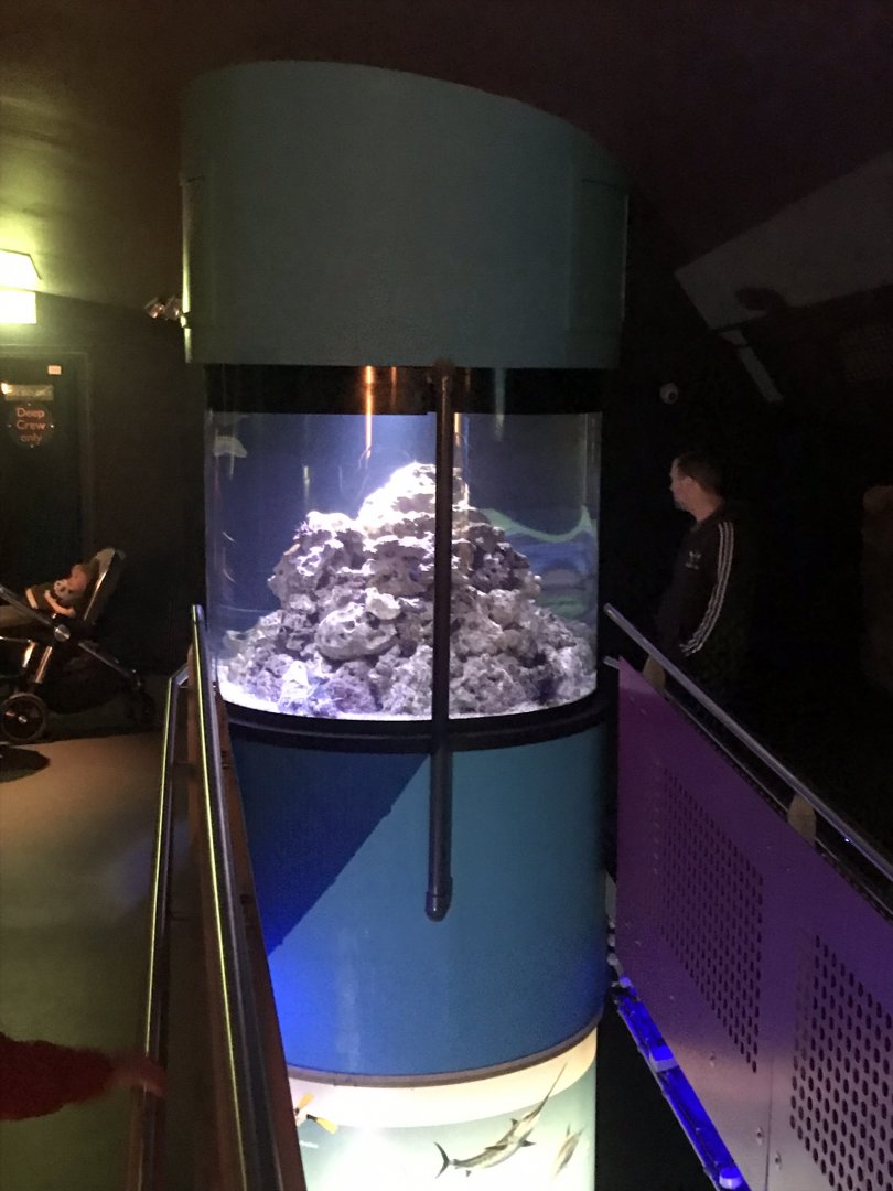 Awakening Seas - starfish and sea urchin exhibit 260519