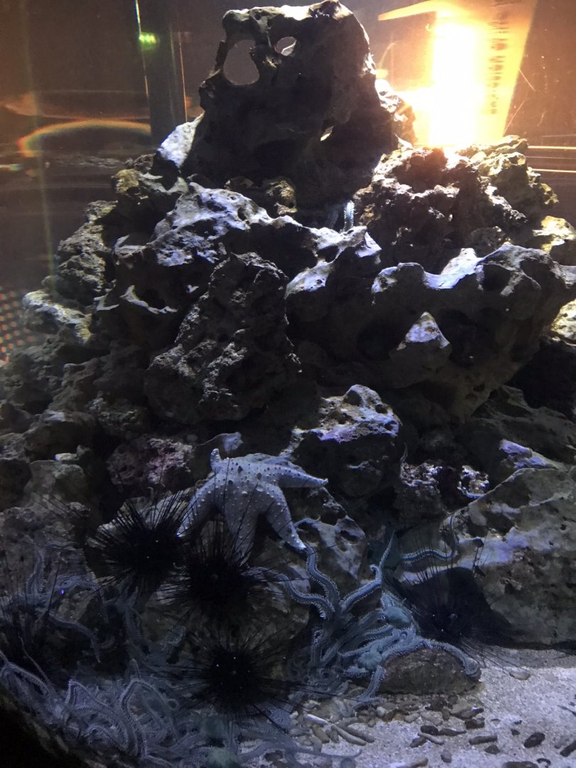 Awakening Seas - starfish and sea urchins 260519