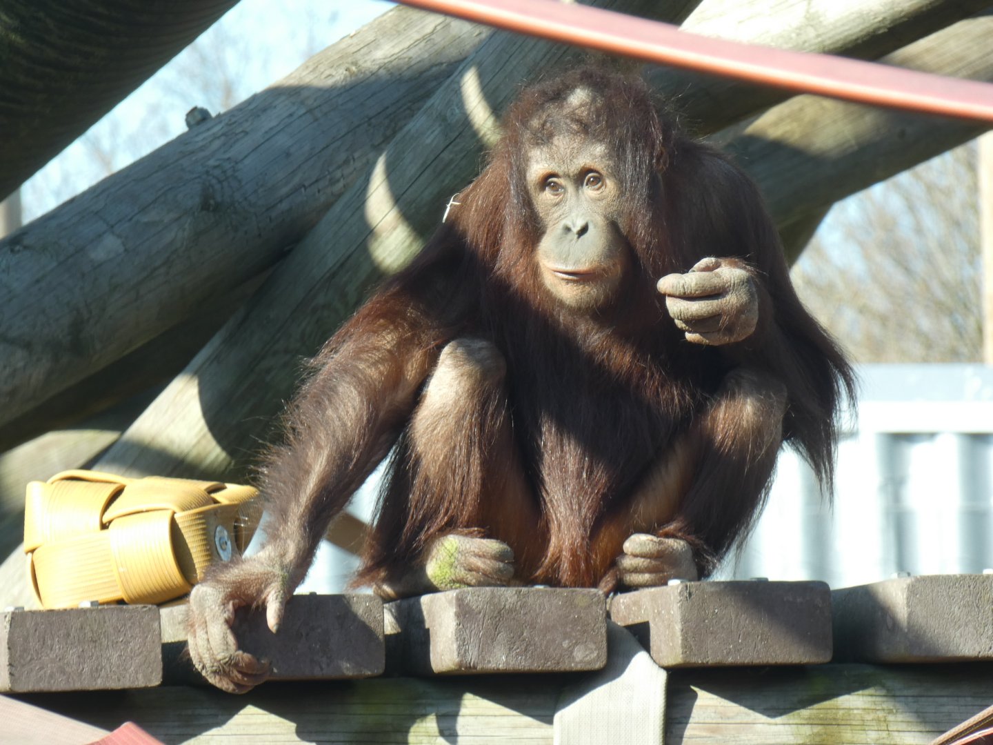 Awan, Bornean Orang-utan