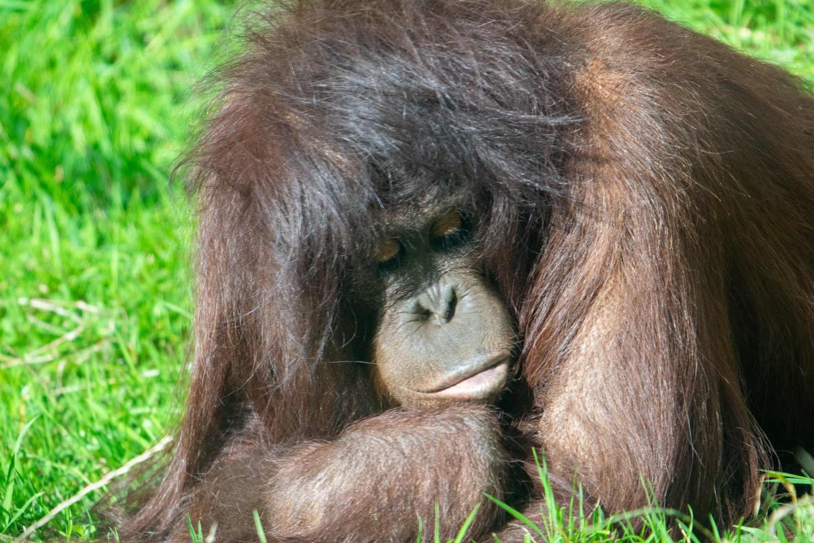 Awan - Bornean Orangutan