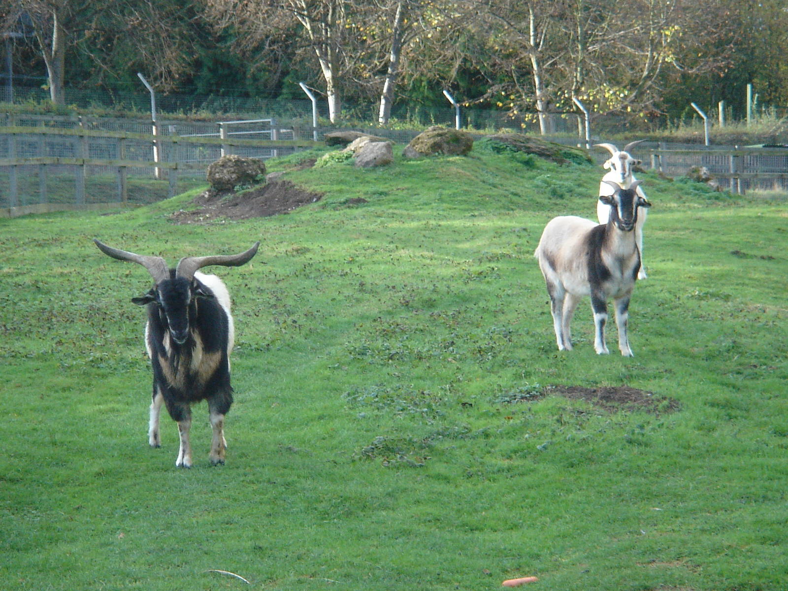 Awapawa Goats from New Zealand
