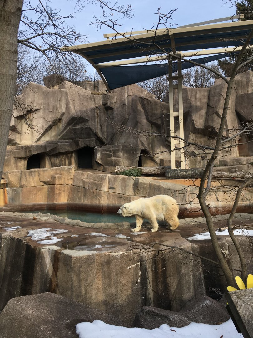 Awful polar bear grotto