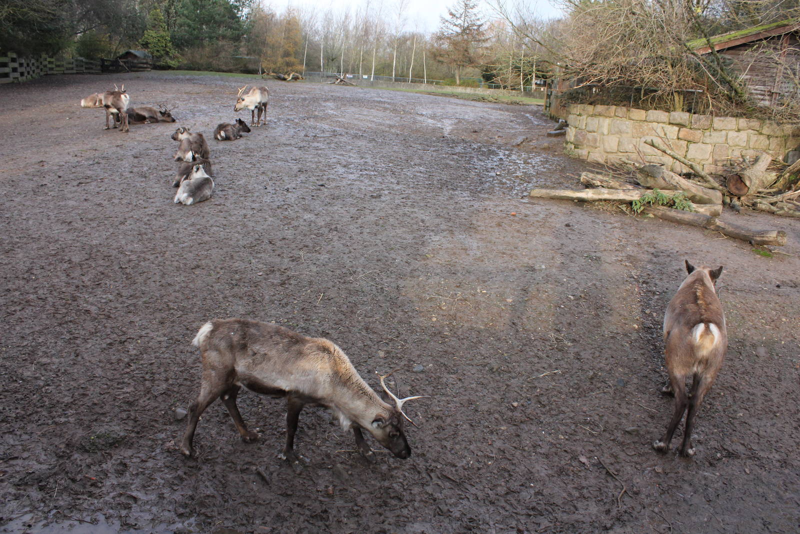 Awful Reindeer enclosure 13-12-14