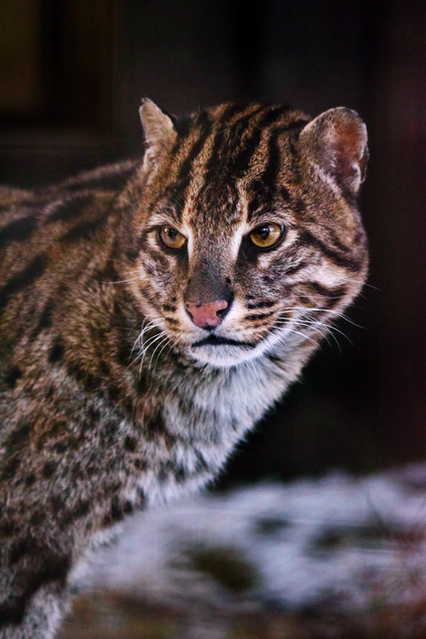 Awiss, fishing cat