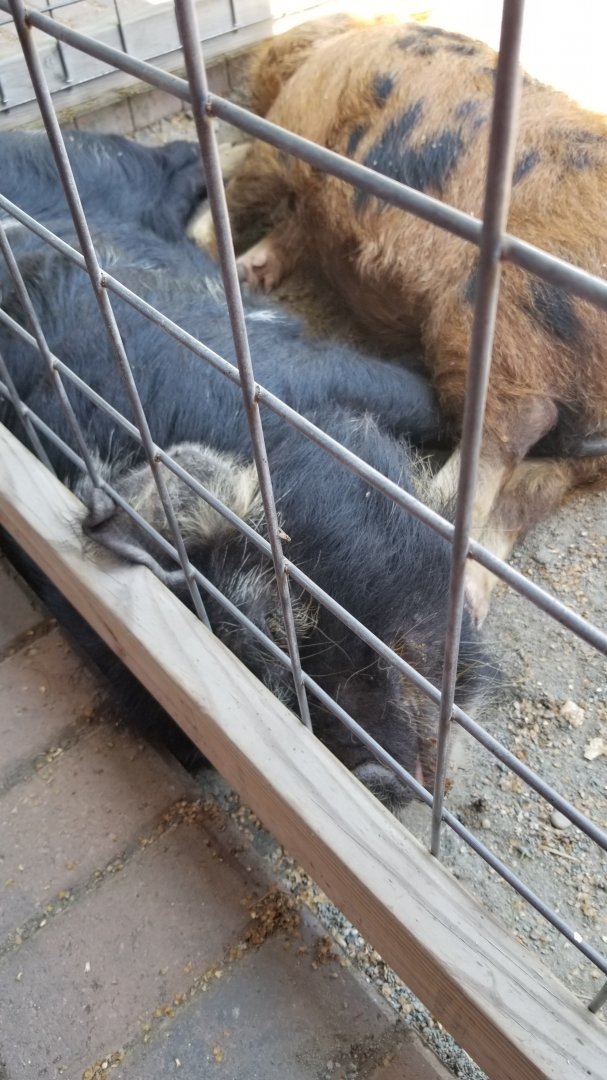 Awwwkward (kunekunes)