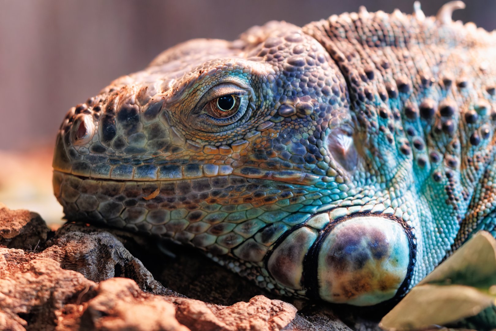 Axanthic Blue Iguana / 23-3-22 / Dartmoor Zoo