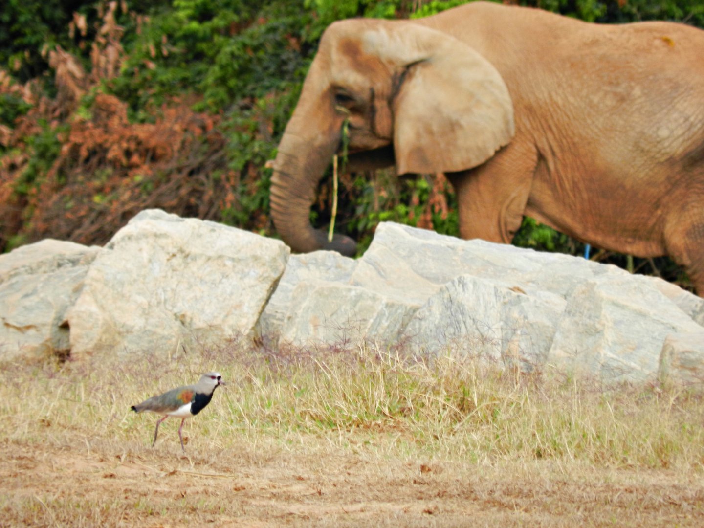 "Axé" and the lapwing - Belo Horizonte zoo