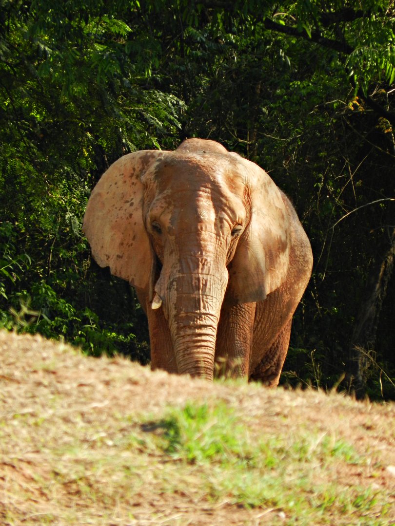 "Axé" - Belo Horizonte zoo