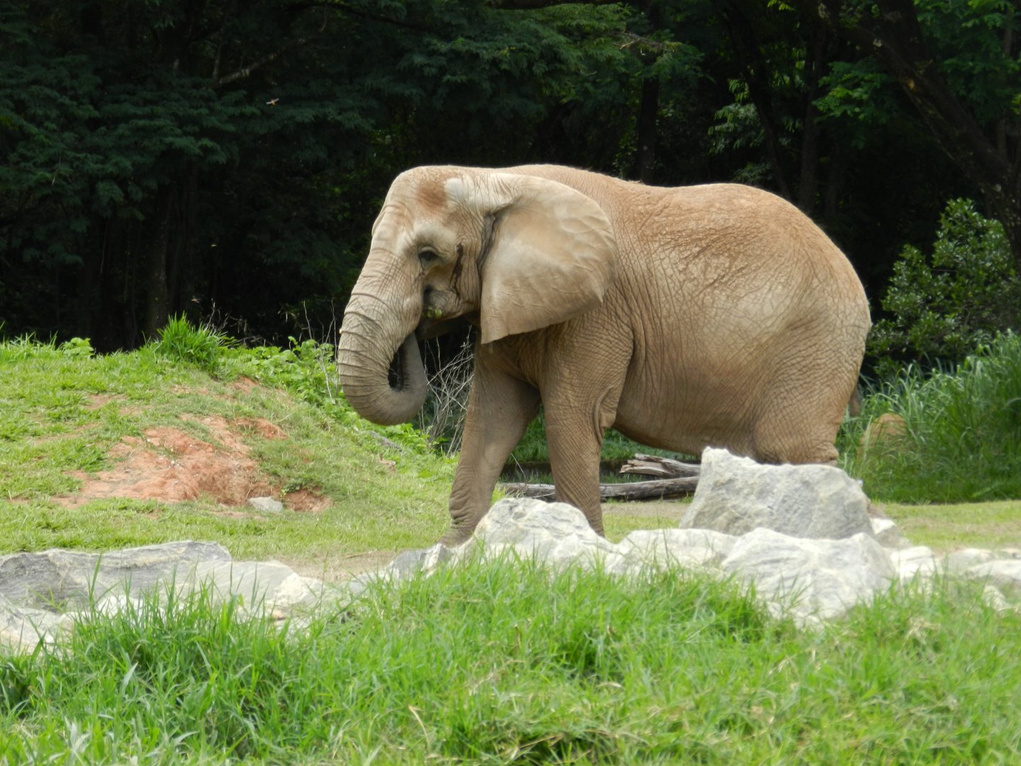 Axé - Belo Horizonte zoo