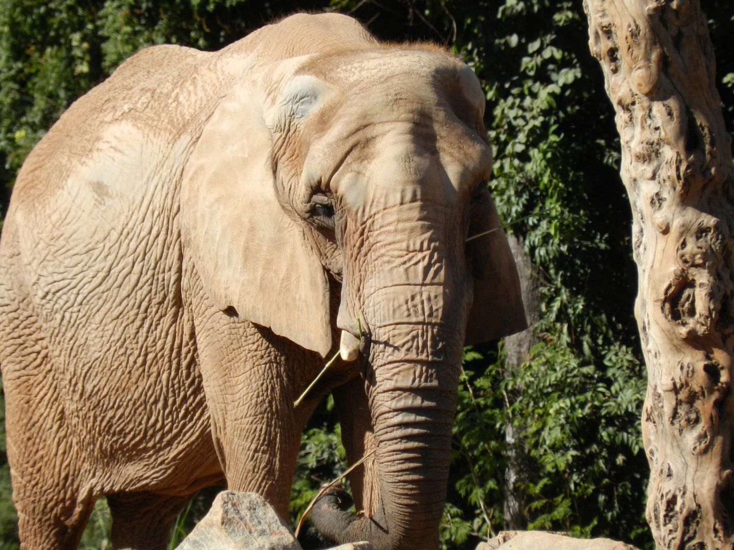 "Axé", the african elephant - Belo Horizonte zoo