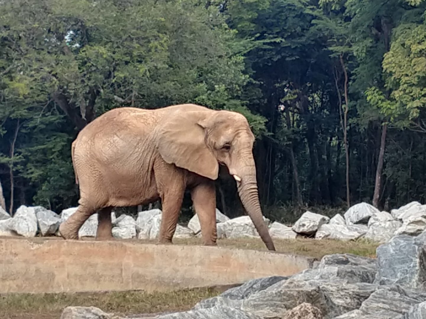 Axé, the African Elephant - Belo Horizonte zoo