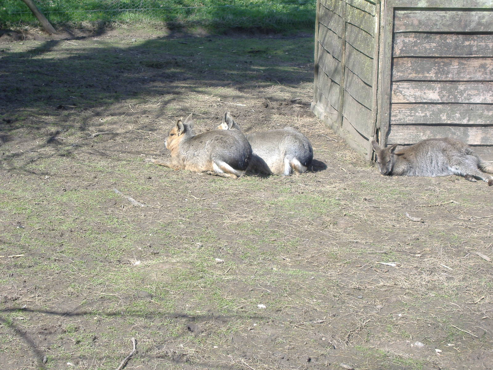 axe valley bird and animal park