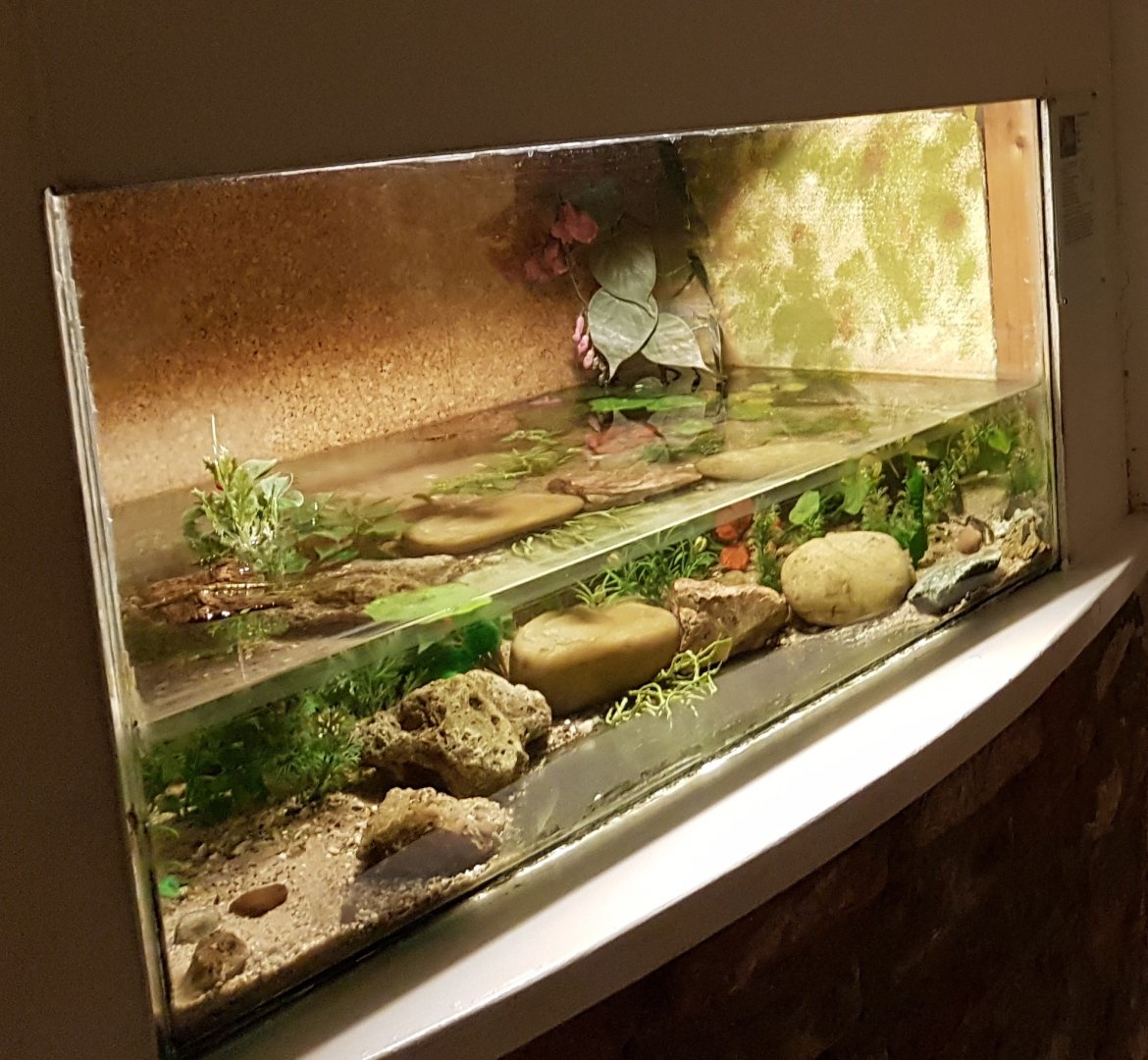 Axelotl-enclosure