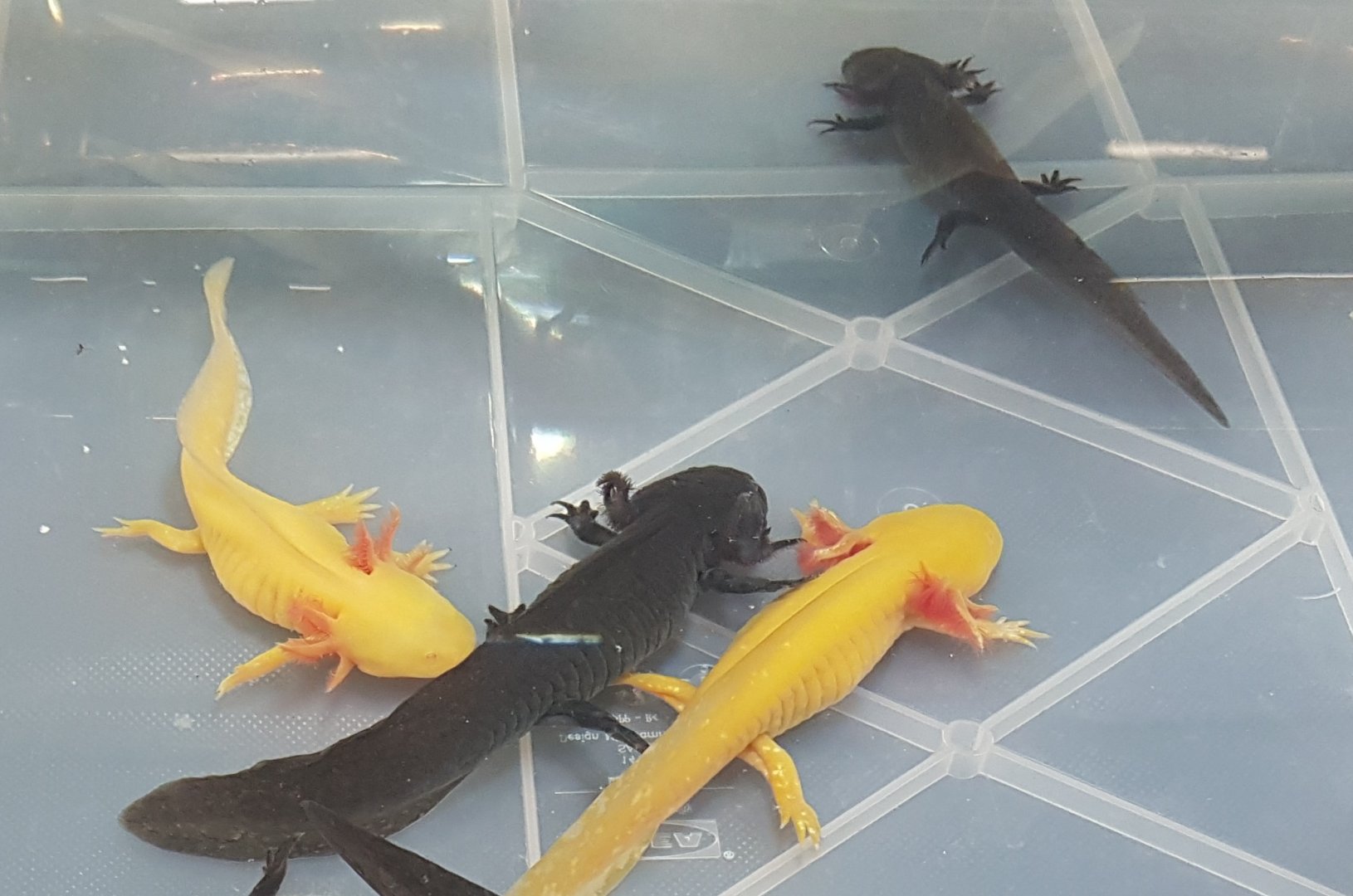 Axelotls - Normal and Albinos