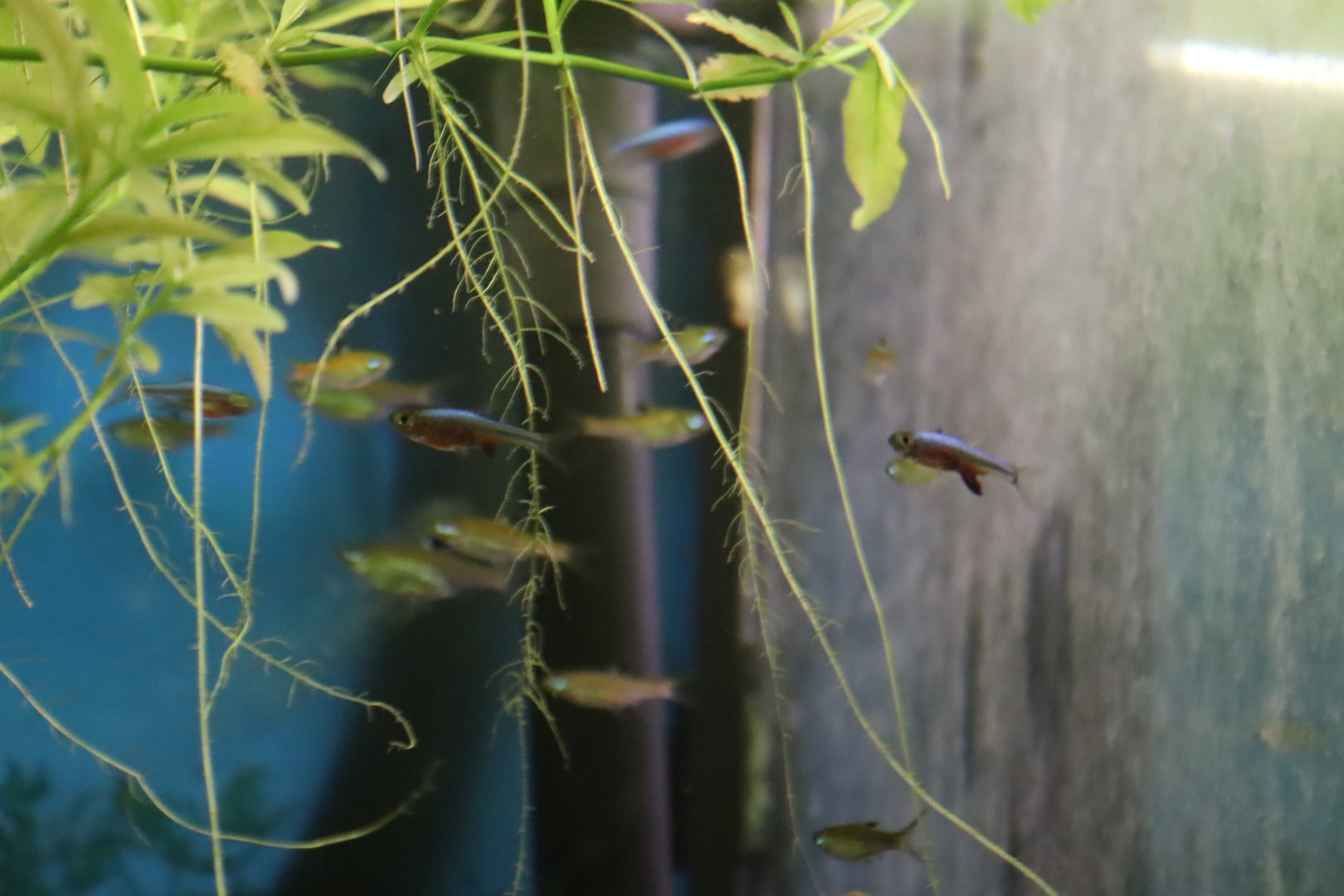 Axelrod's Rasbora (Sundadanio axelrodi)