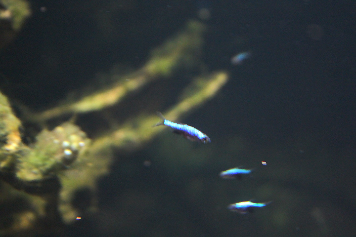 Axelrod's rasbora (Sundadanio axelrodi)