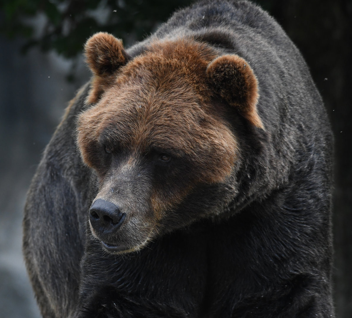 Axhi - Alaskan brown bear - Great Bear Wilderness