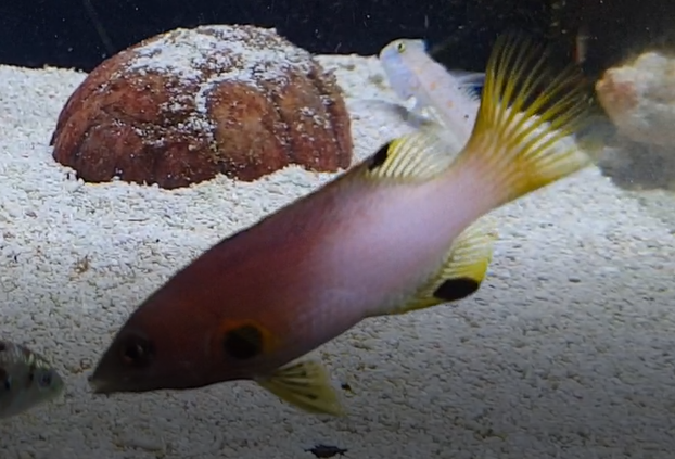 Axilspot hogfish - Bodianus axillaris