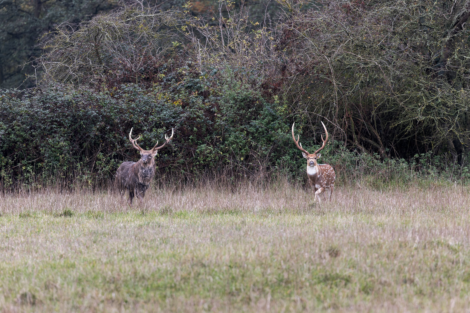 Axis and Manchurian Sika Deer Stags / Watatunga / 27-11-22