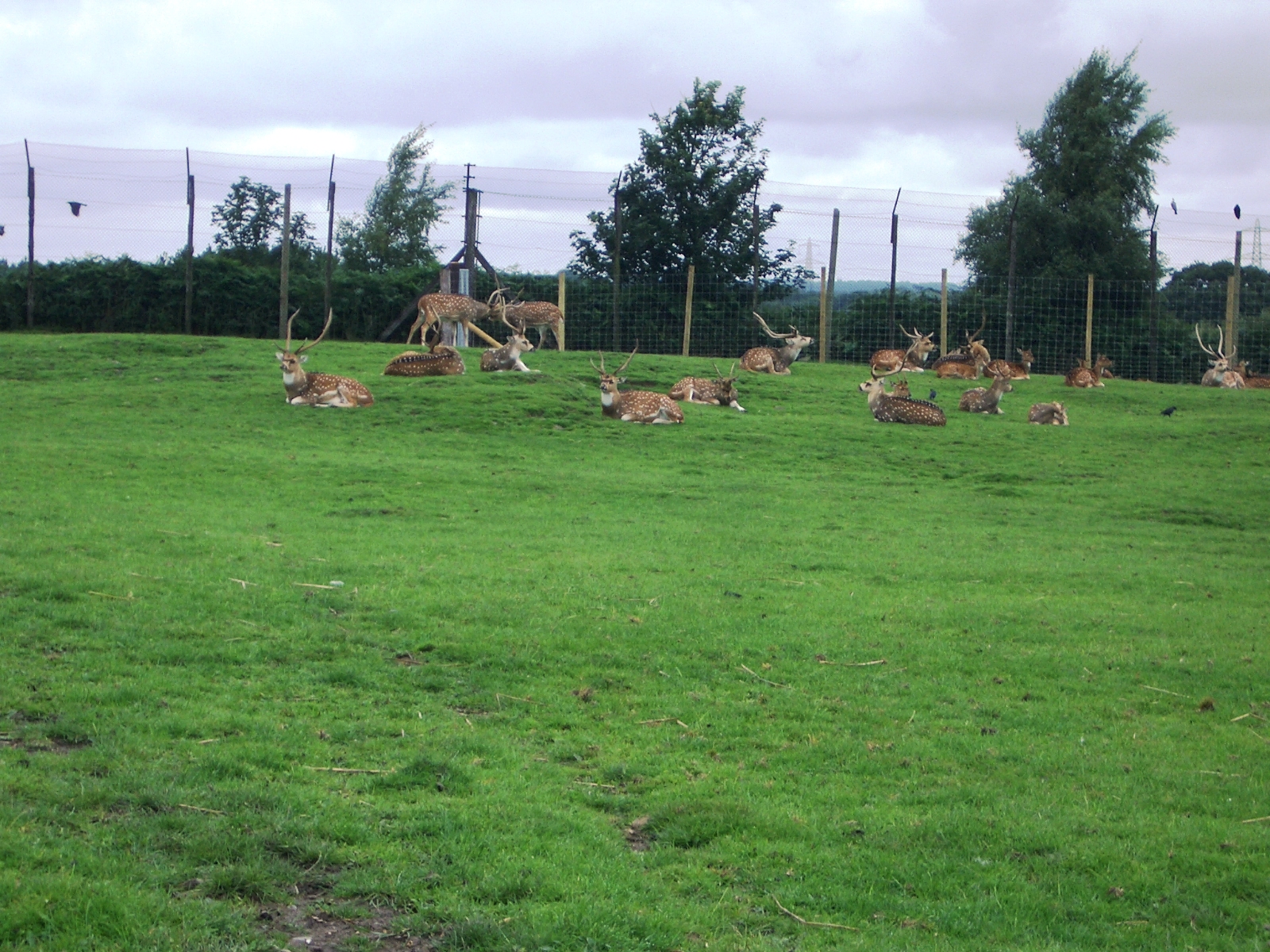 Axis Deer - 07.08.2010