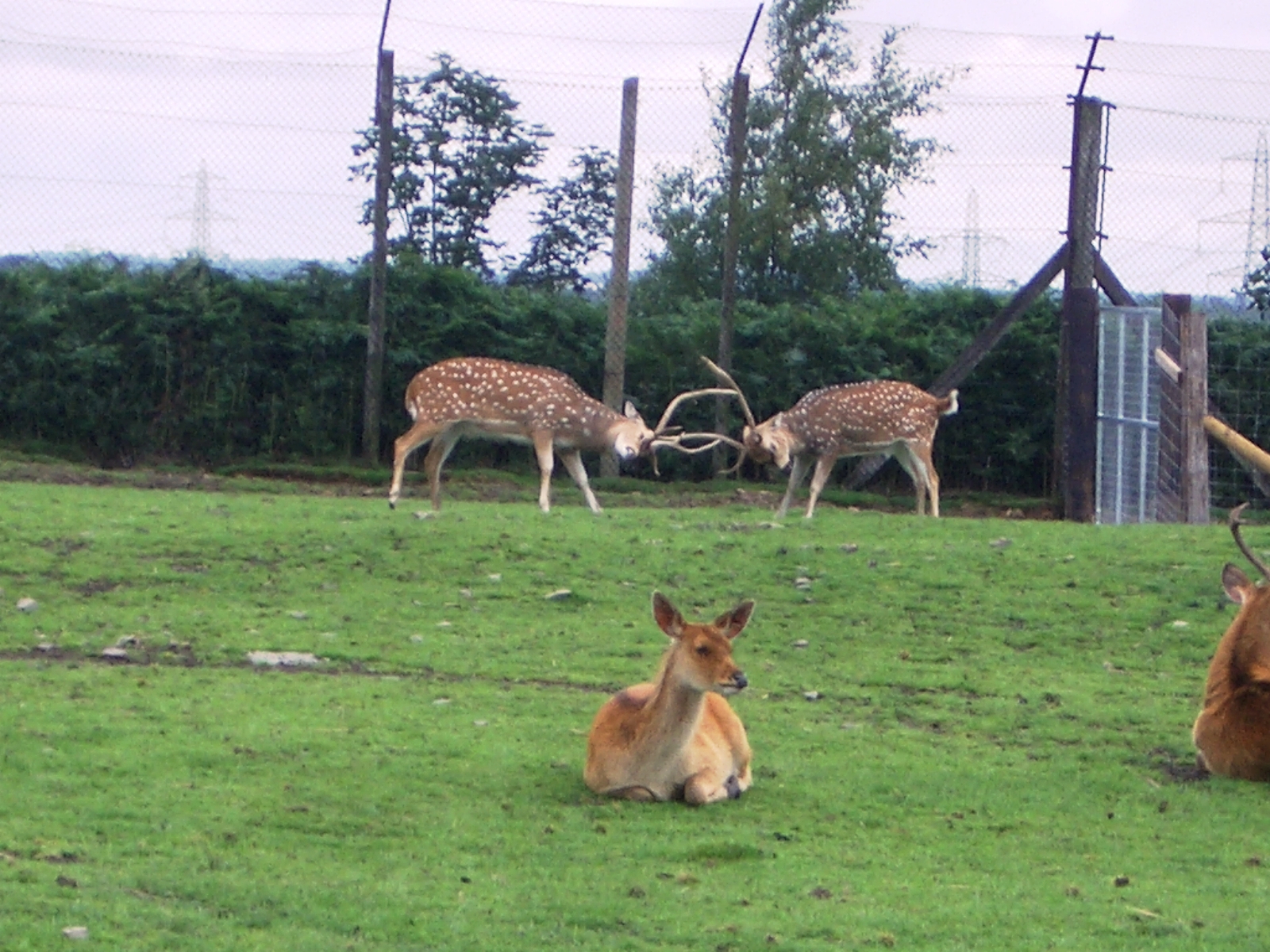 Axis Deer - 07.08.2010