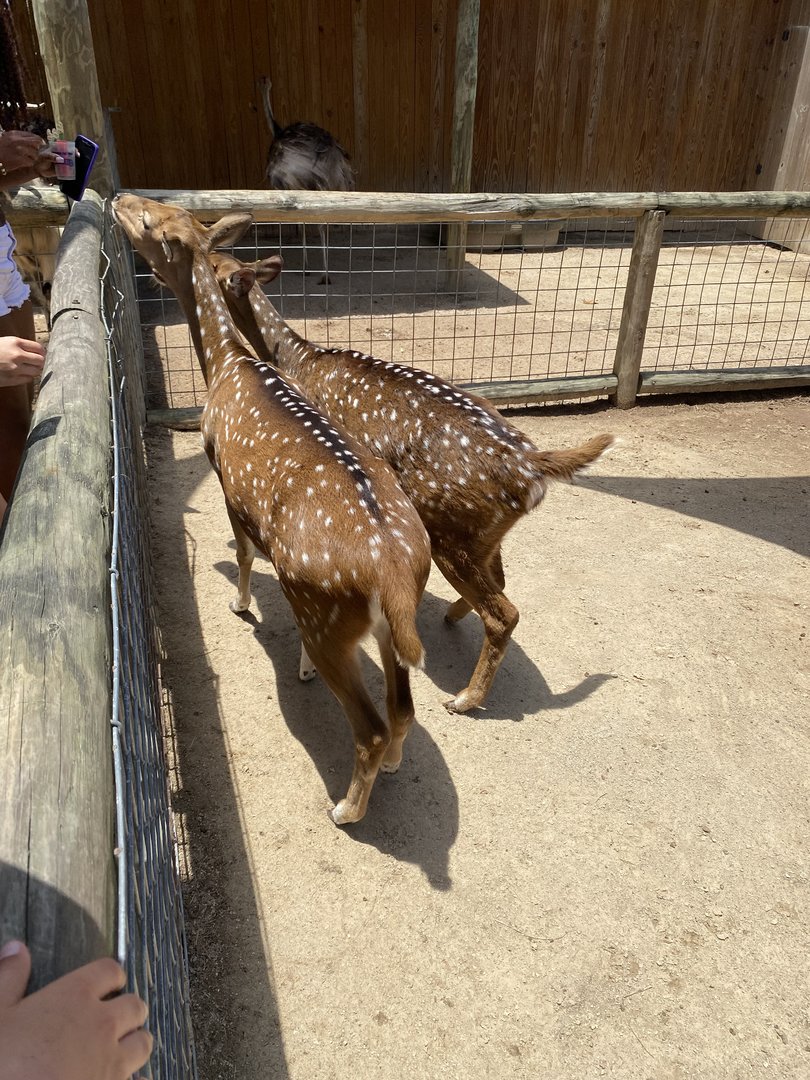 Axis Deer - 6/22/2023