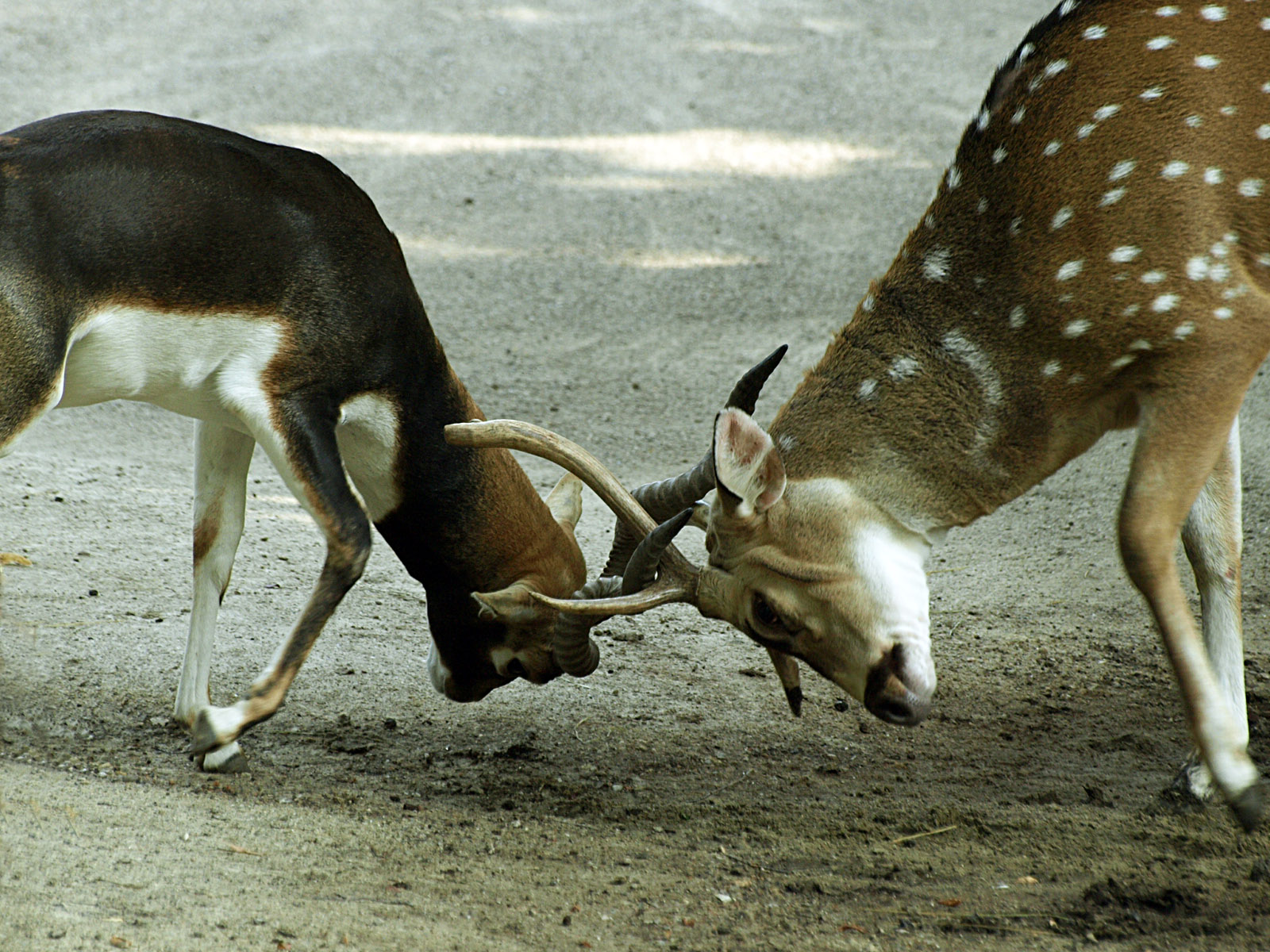Axis deer and Blackbuck