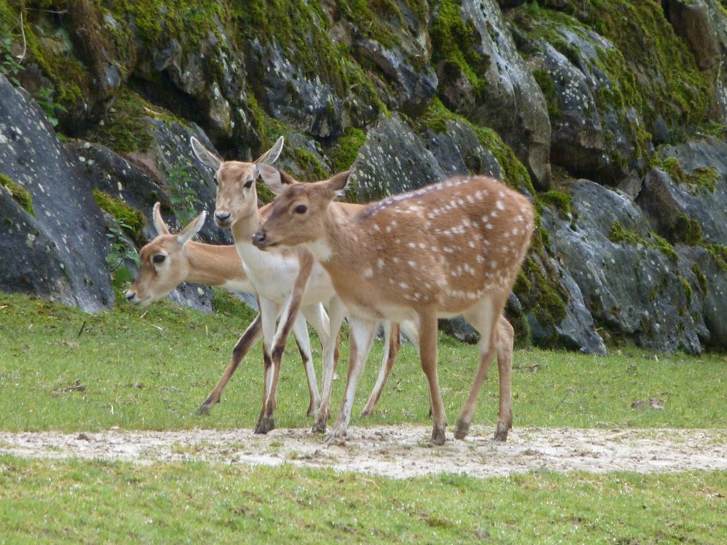 Axis deer and Blackbucks -ZooParc de Beauval (2025)
