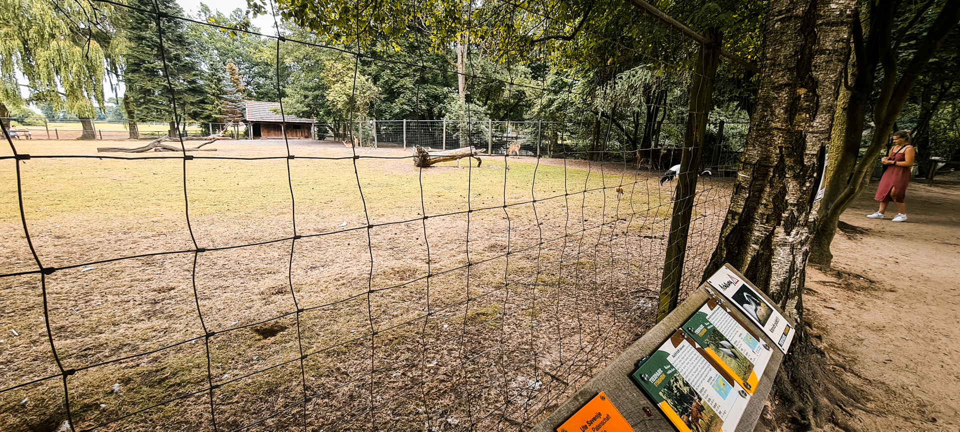 Axis deer and cranes