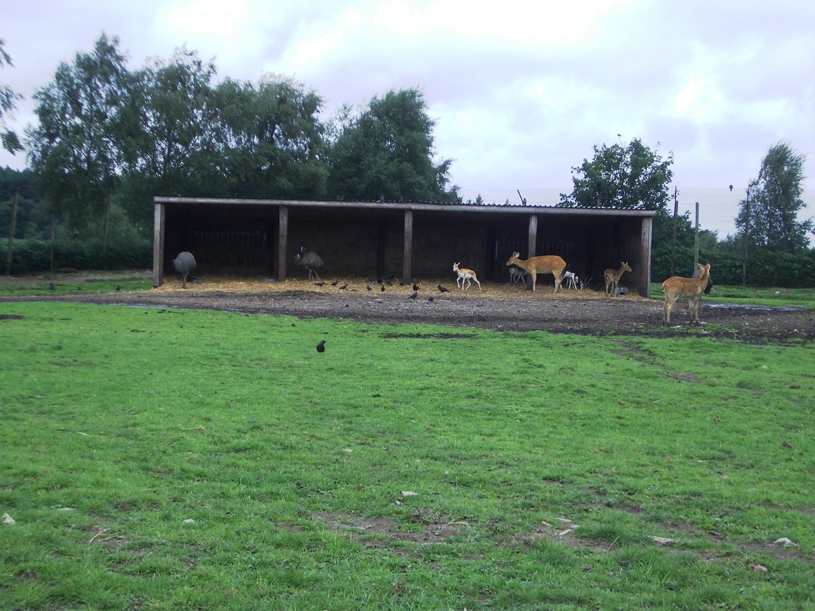 Axis Deer and Emu - 07.08.2010