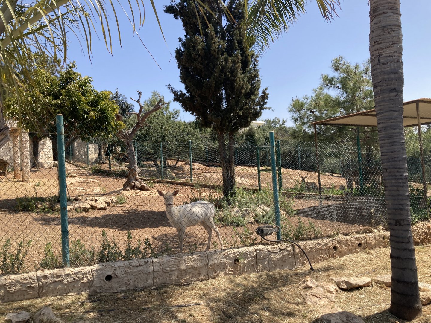 Axis deer and Kafue lechwe enclosures