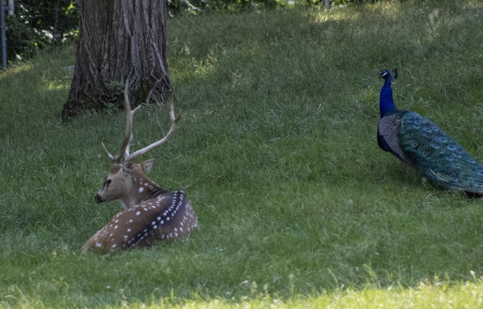 Axis Deer and Peafowl