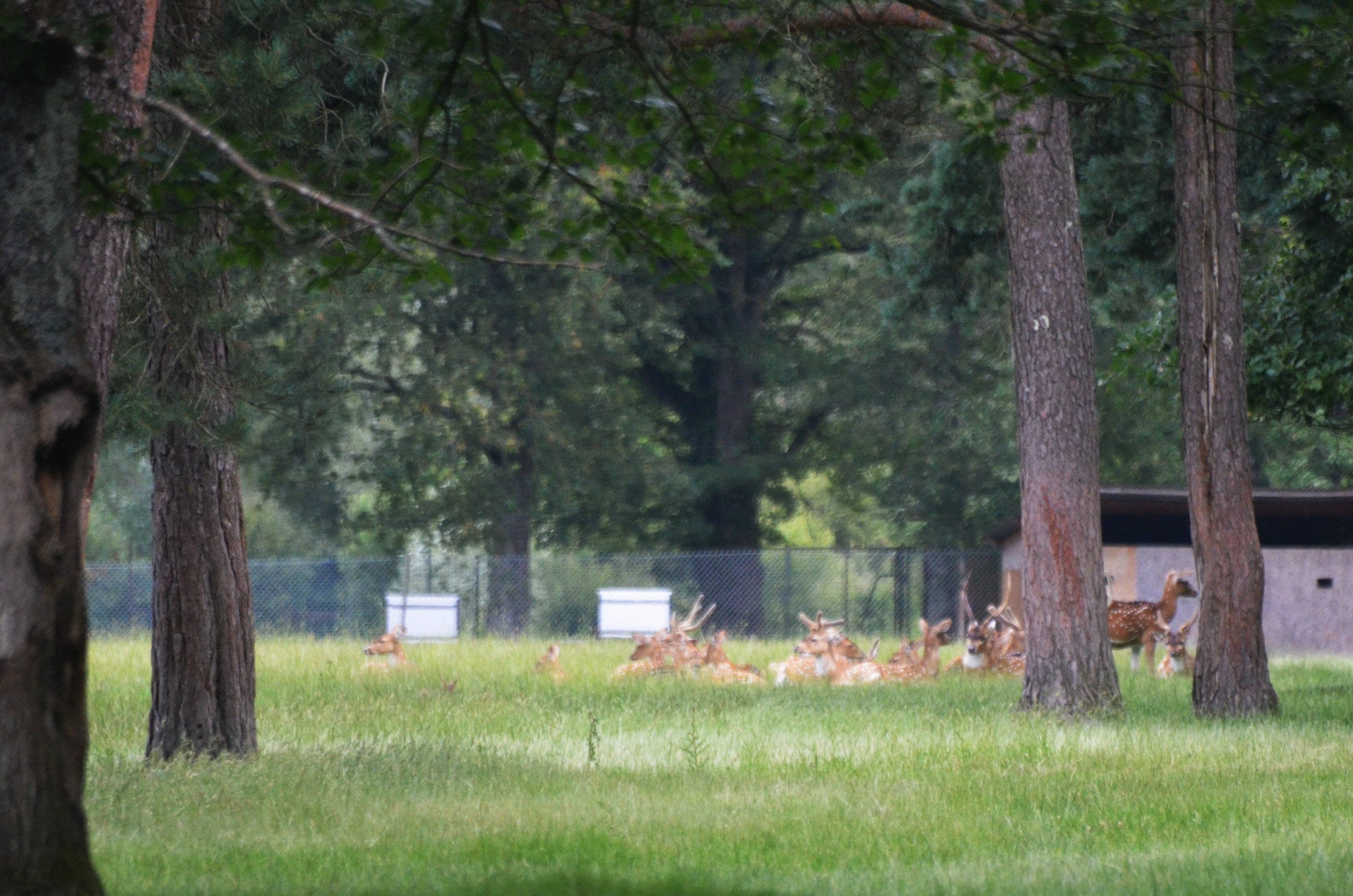 Axis Deer at Haute-Touche, 14/06/18