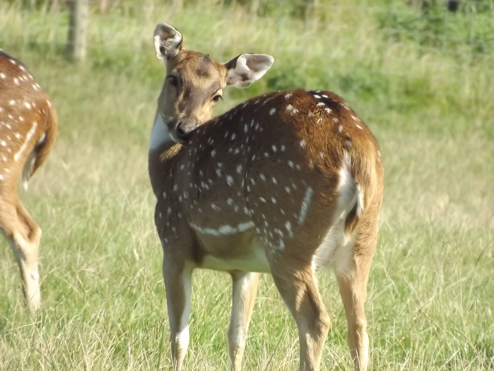 Axis Deer at Knowsley Safari Park 08/09/12