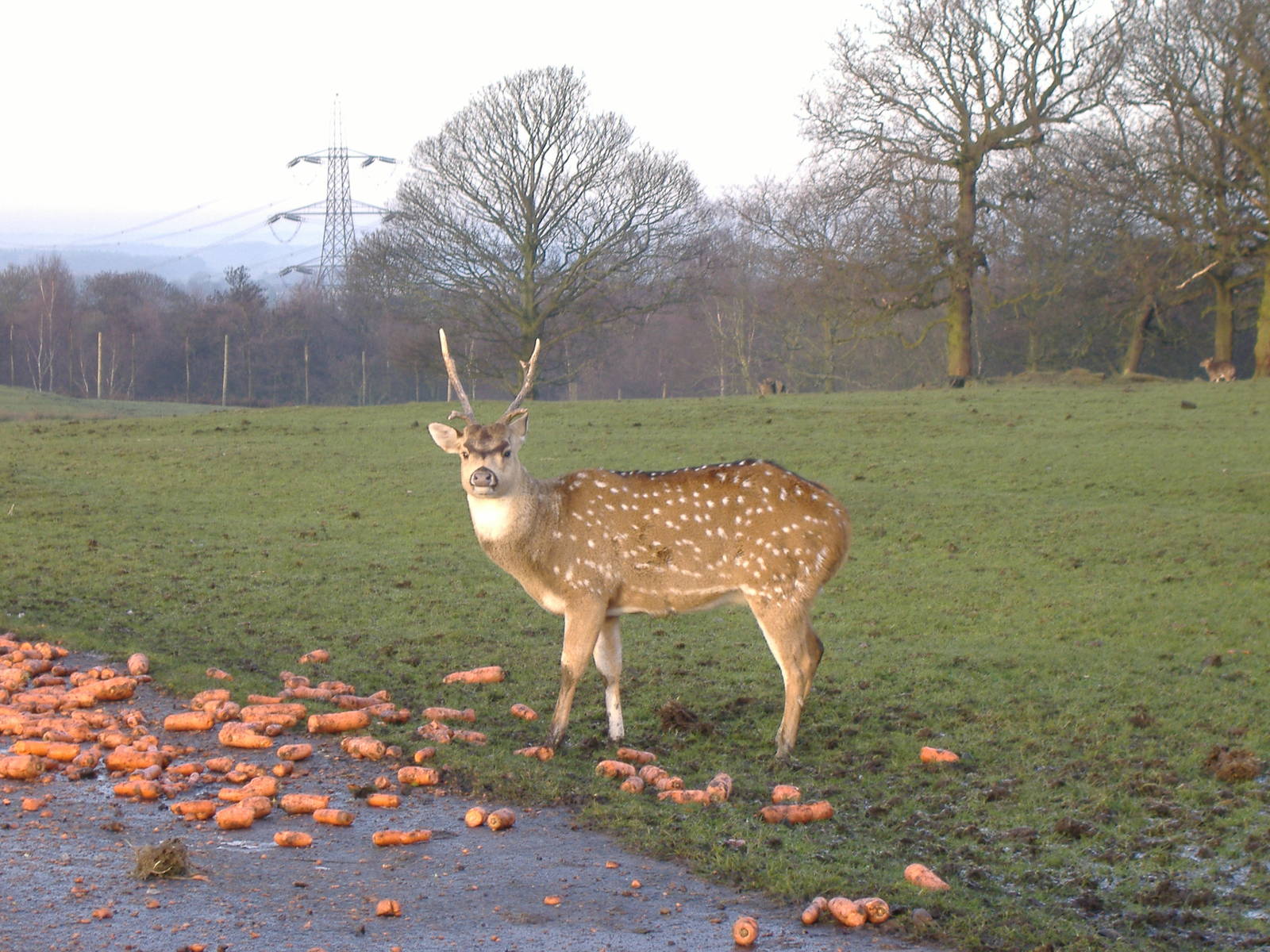 Axis deer at Knowsley Safari Park, 28 December 2009