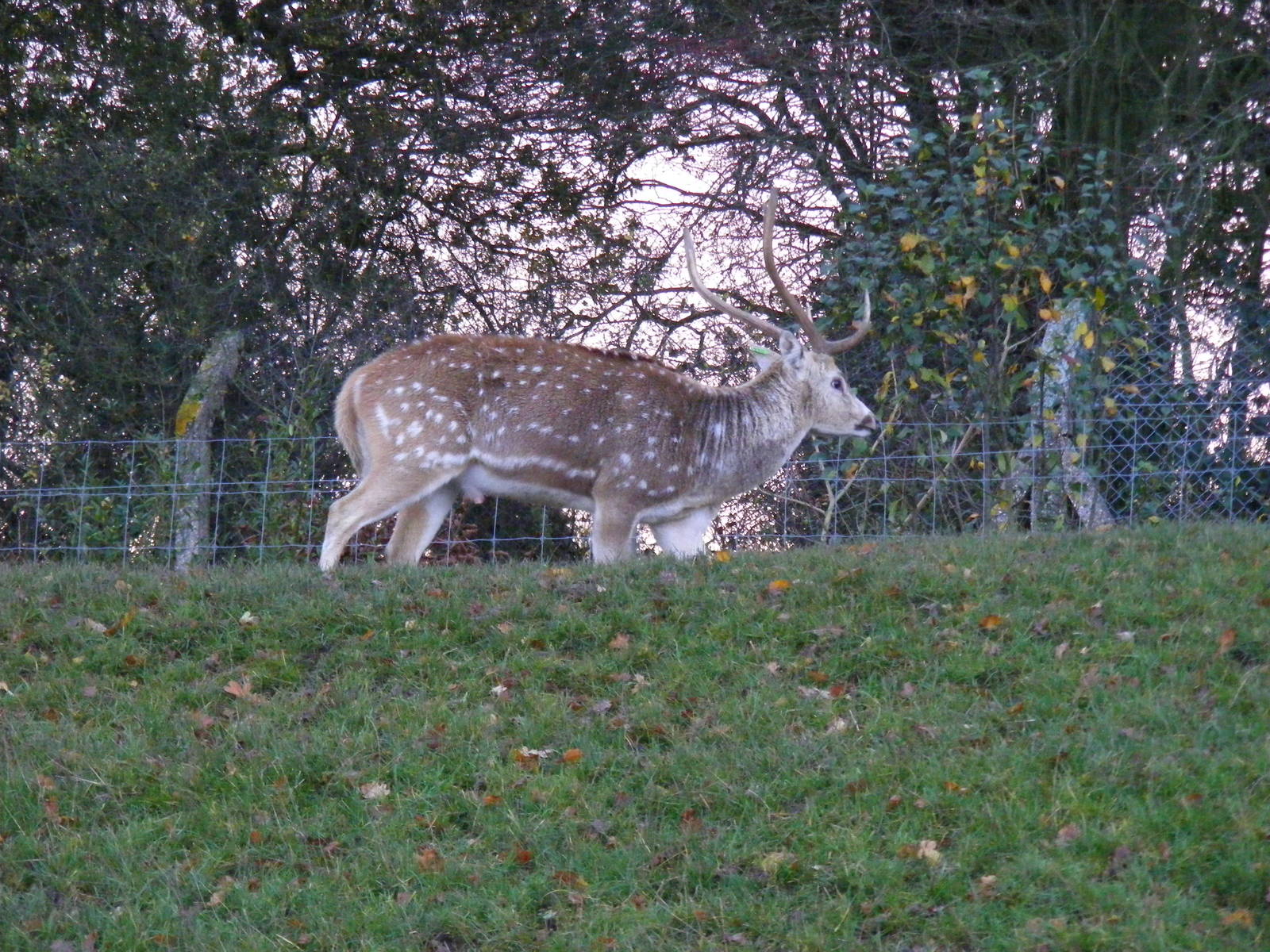 Axis deer at Whipsnade Zoo, 11 November 2010