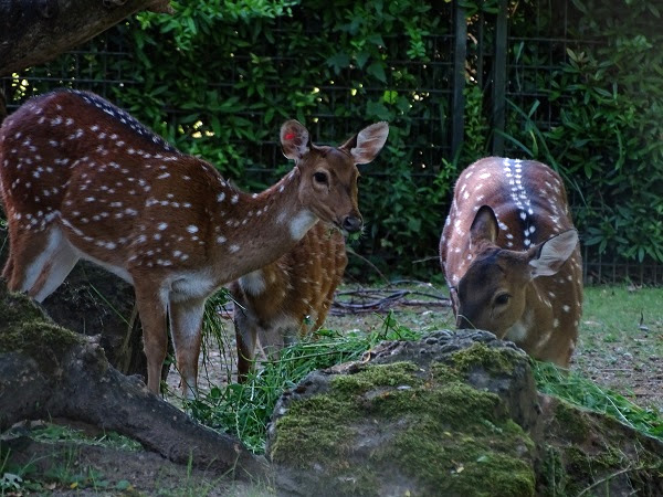 Axis deer (Axis axis)(07/22)