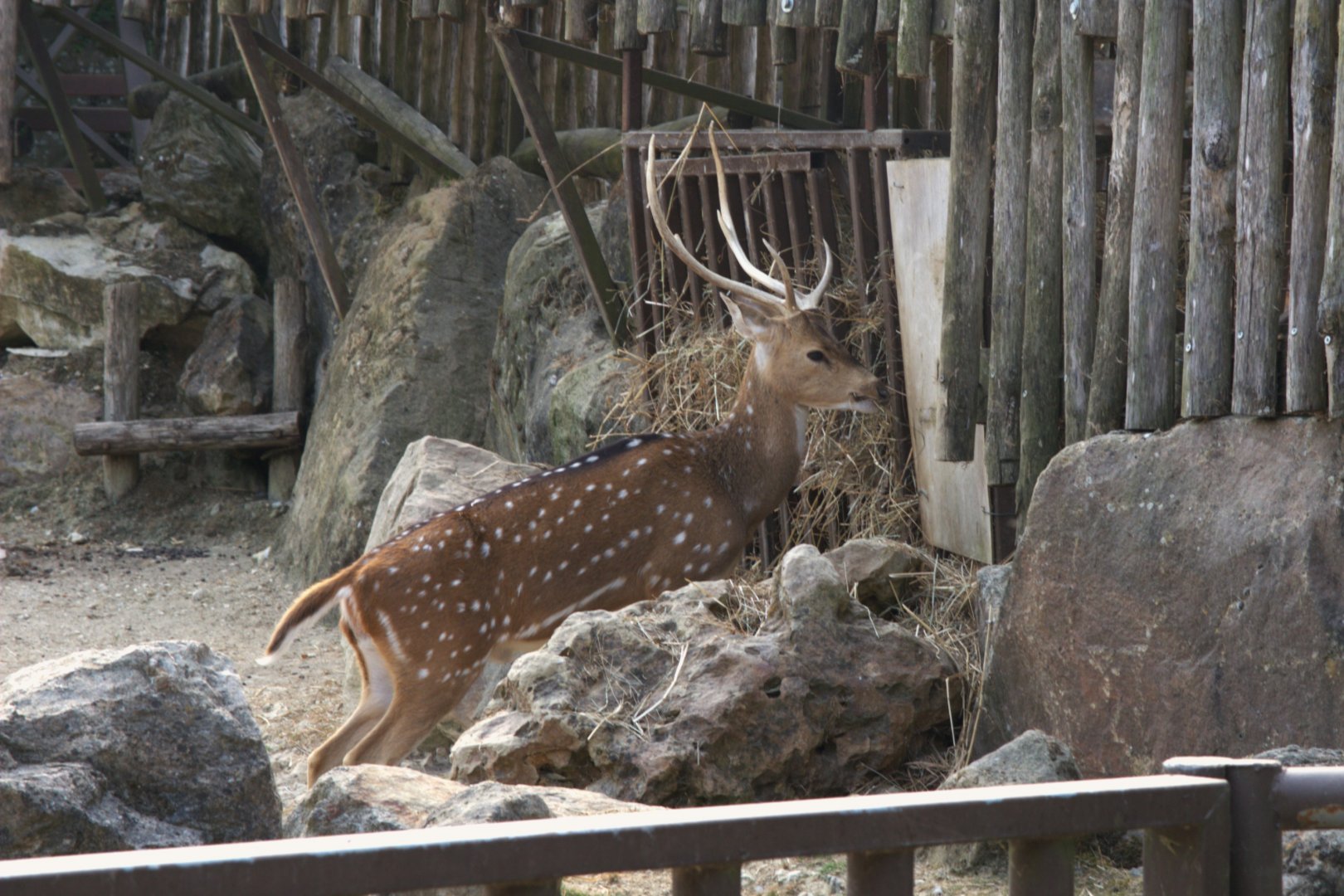 Axis Deer (Axis axis), 26-08-25